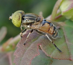 Eristalinus