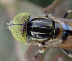 Eristalinus