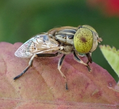 Eristalinus