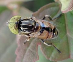 Eristalinus