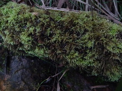 Thuidiopsis