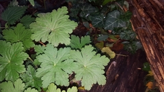 Geranium macrorrhizum