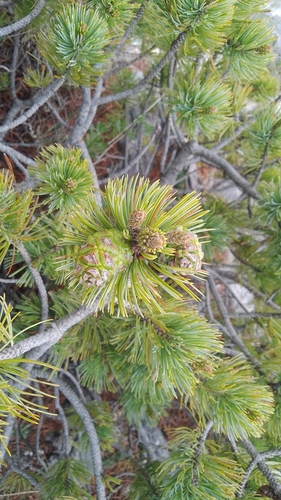 Pinus culminicola, photograph 6