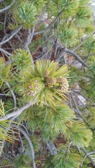 Pinus culminicola, photograph (c) Leticia Jiménez Hernández, some rights reserved (CC BY-SA)