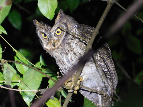 Rinjani Scops Owl (Otus jolandae)