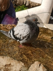 Columba livia domestica