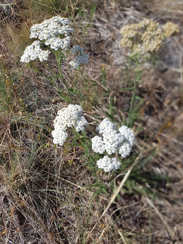 Yarrow