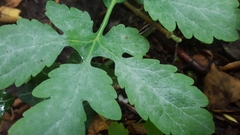 Erysiphe macleayae