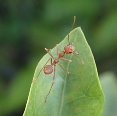 Oecophylla smaragdina