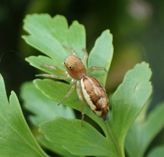 Cosmophasis lami