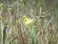 Canna glauca