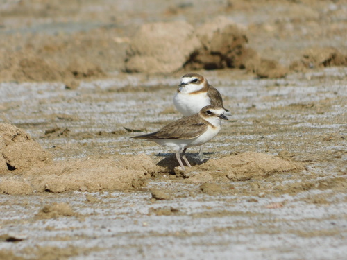 Javan Plover (Anarhynchus javanicus), photo 10