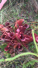 Sarracenia purpurea venosa
