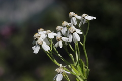 Achillea ptarmica