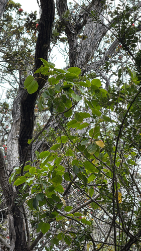 Cheirodendron trigynum observed 2025-07-06