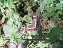 Argynnis sagana