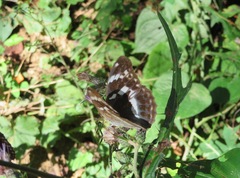 Argynnis sagana