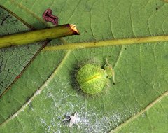 Nymphidae