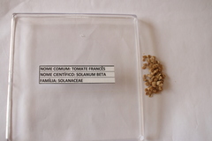 Solanum betaceum