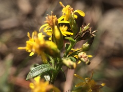 Solidago randii