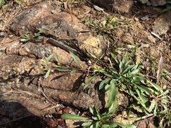 Solidago randii