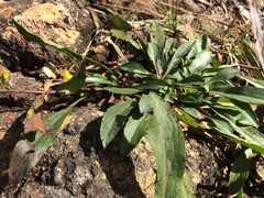 Solidago randii