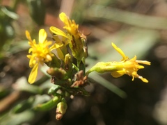 Solidago randii