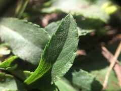 Solidago randii