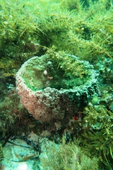 Irciniidae