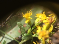 Solidago randii