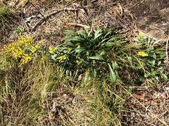 Solidago randii