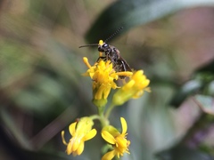 Solidago randii