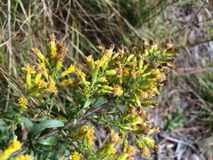 Solidago randii