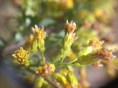 Solidago randii