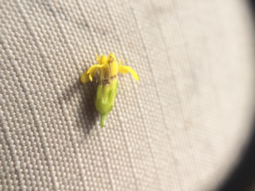 Image of Solidago randii by no rights reserved