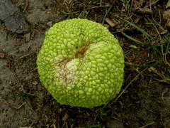 Maclura pomifera