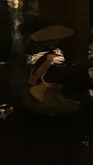 Nycticorax nycticorax