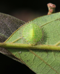 Nymphidae