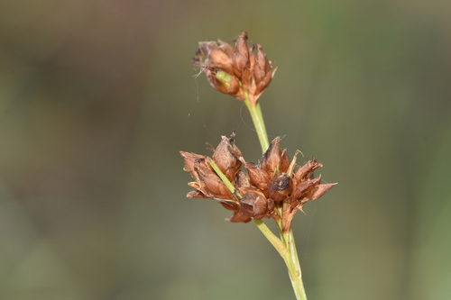 Gray's beaksedge (Rhynchospora grayi)