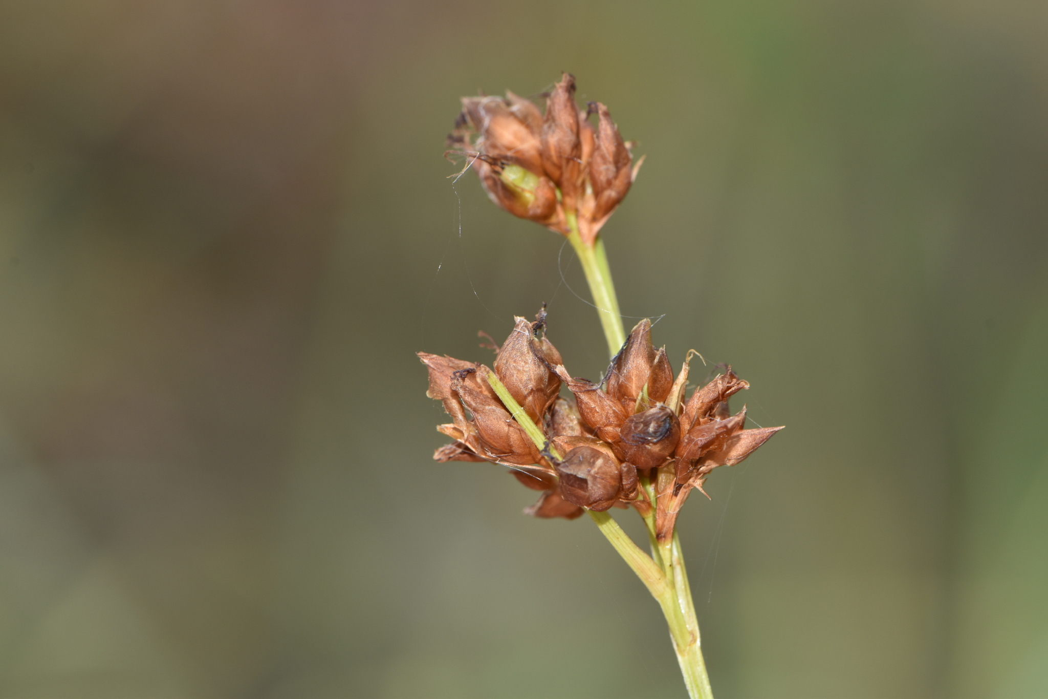 Rhynchospora grayi