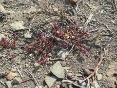 Mesembryanthemum nodiflorum