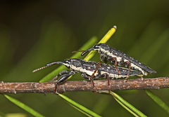 Rhinotia lineata