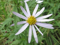 Aster incisus