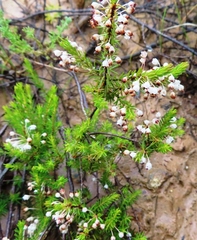 Erica rubiginosa