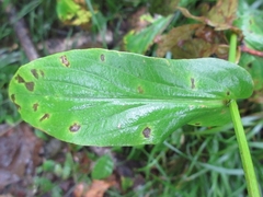 Bupleurum longeradiatum