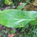 Bupleurum longeradiatum - Photo (c) onidiras-iNaturalist, some rights reserved (CC BY-NC), uploaded by onidiras-iNaturalist