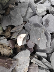 Selenochlamys ysbryda