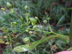 Bupleurum longeradiatum