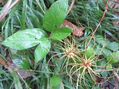 Clematis fusca
