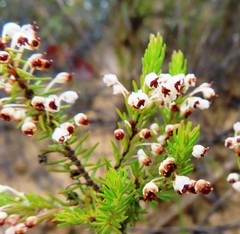 Erica rubiginosa